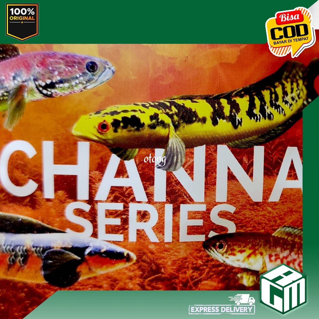 MAHA PERFECT FLAME Pelet ikan channa predator merah super ikan hias