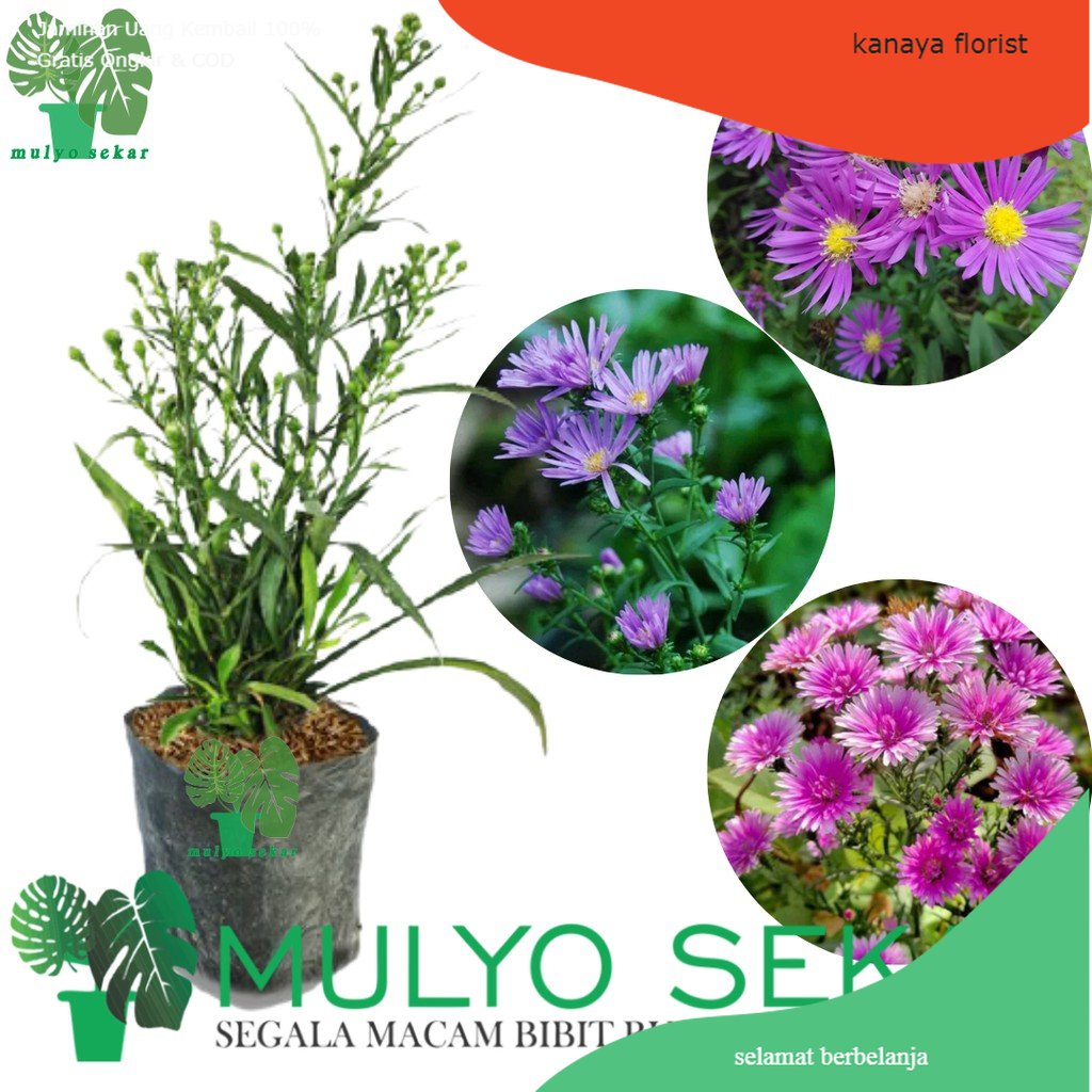 tanaman bibit bunga aster pikok - tanaman hias hidup siap tanam