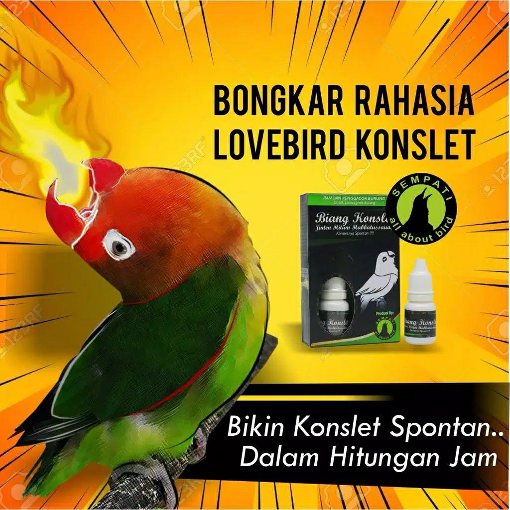 Vitamin Burung Biang Konslet Seketika Obat Stamina Lovebird Love Bird