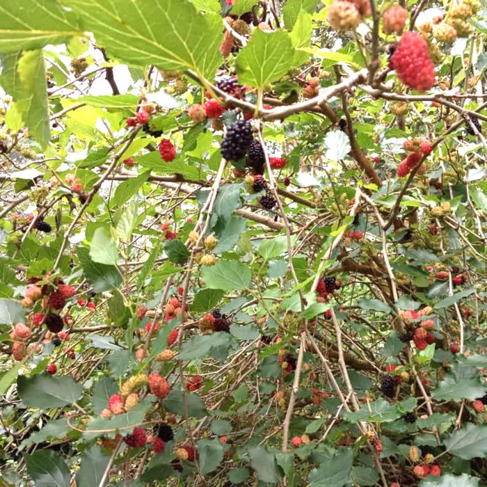 Bibit buah mulberry/pohon buah mulberry Murah