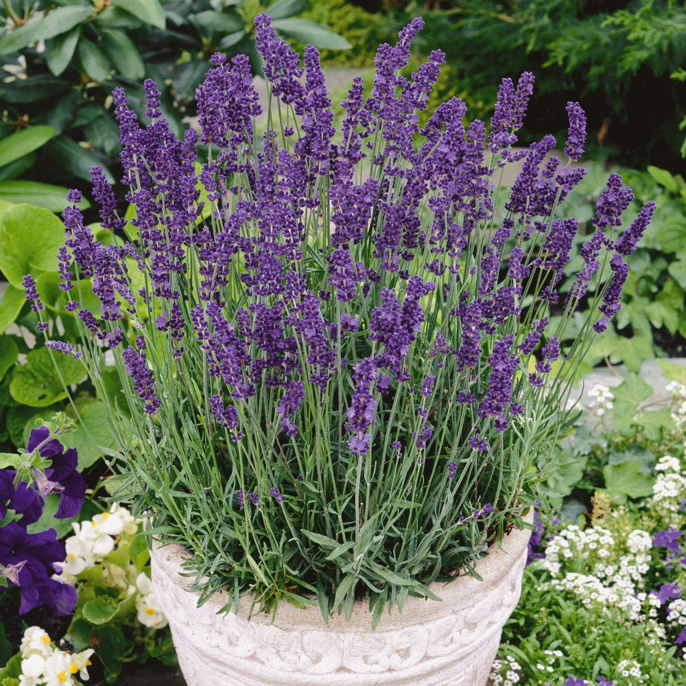 10 Benih Lavender Vera English Bibit Bunga Herb Lavender Lavandula Angustifolia Tanaman Anti Nyamuk