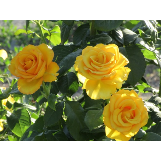 2 Bibit Bunga Mawar Kuning Import Premium Benih Tanaman Hias Yellow Rose Super Unggul Berkualitas