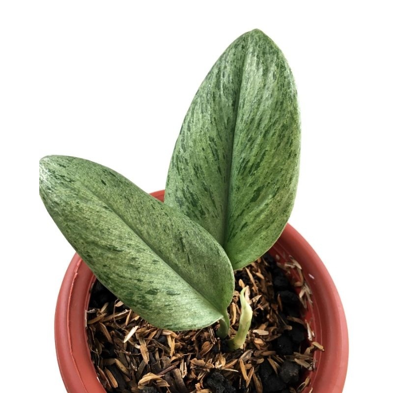 Tanaman bunga Scindapsus Varigata Mint / skindapsus treubii moonlight variegata min / sindapsus treu