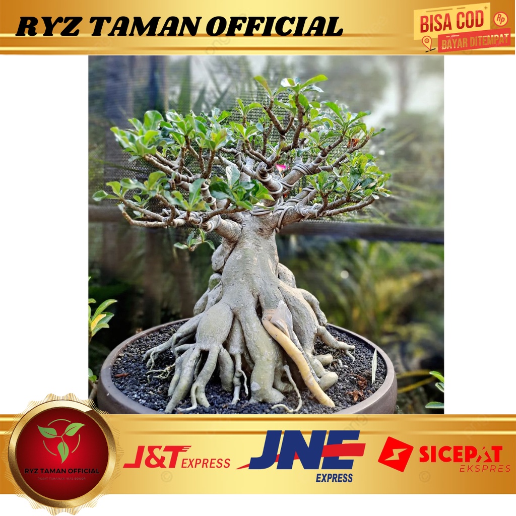 Tanaman hias Adenium kamboja Bunga kamboja tumpuk kamboja bonsai