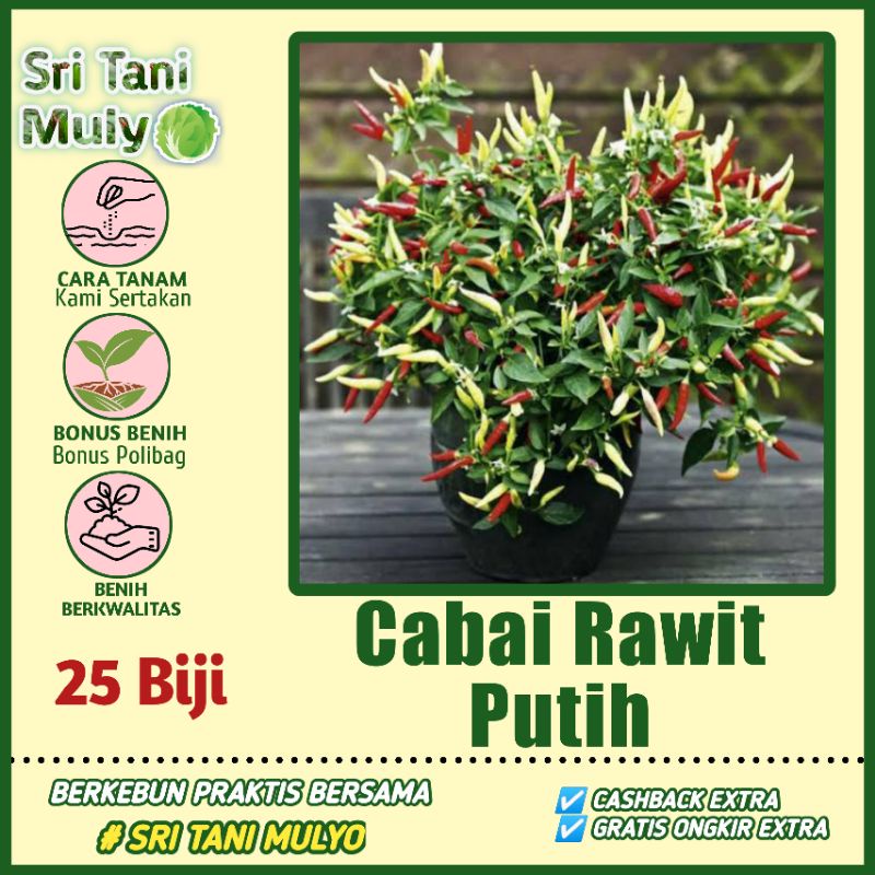 ID ISI 100 BENIH BENIH BIBIT BIJI CABE RAWIT SETAN PUTIH UNGGUL F1 CABE SETAN CABAI MERAH RAWIT