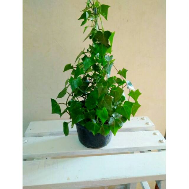 tanaman hias english ivy