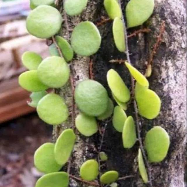 

Promo 100gram DAUN SISIK NAGA DAUN PICISAN DAUN OBAT HERBAL COD