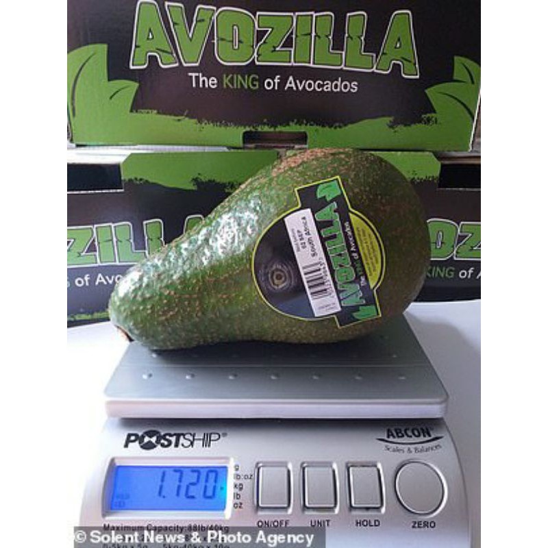 Bibit Alpukat Avozilla | alpukat import terbaru King of avocado