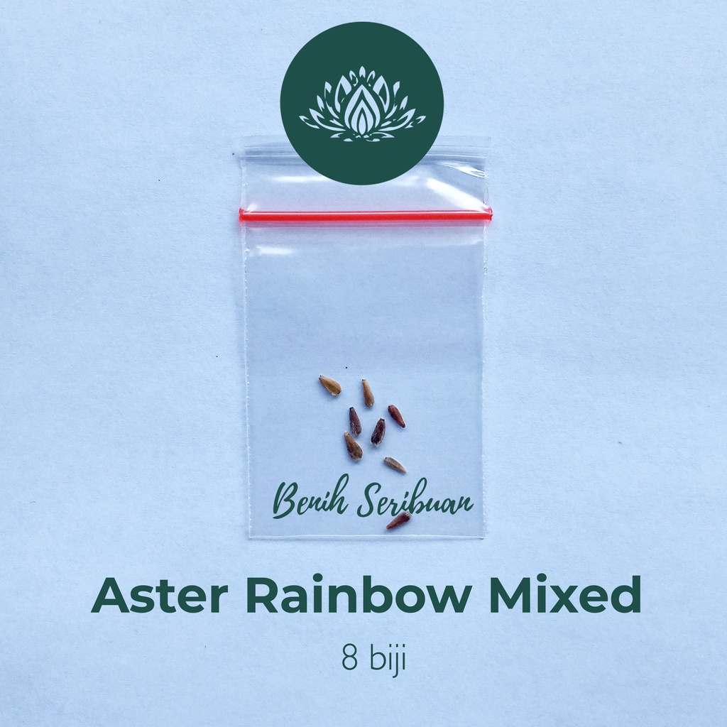 ASTER RAINBOW MIX 8 Bibit Bunga Aster Rainbow Mix Unggul