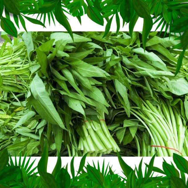 

SAYURAN FRESH NUSANTARA - KANGKUNG 1 IKAT