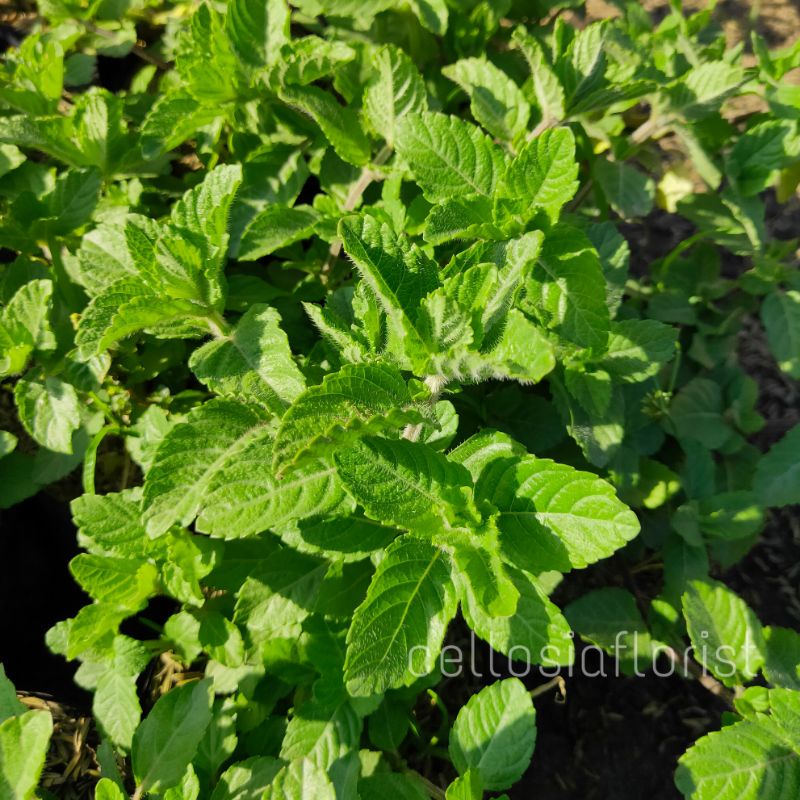 Bibit Tanaman Daun Cincau Hitam - Bakul kembang