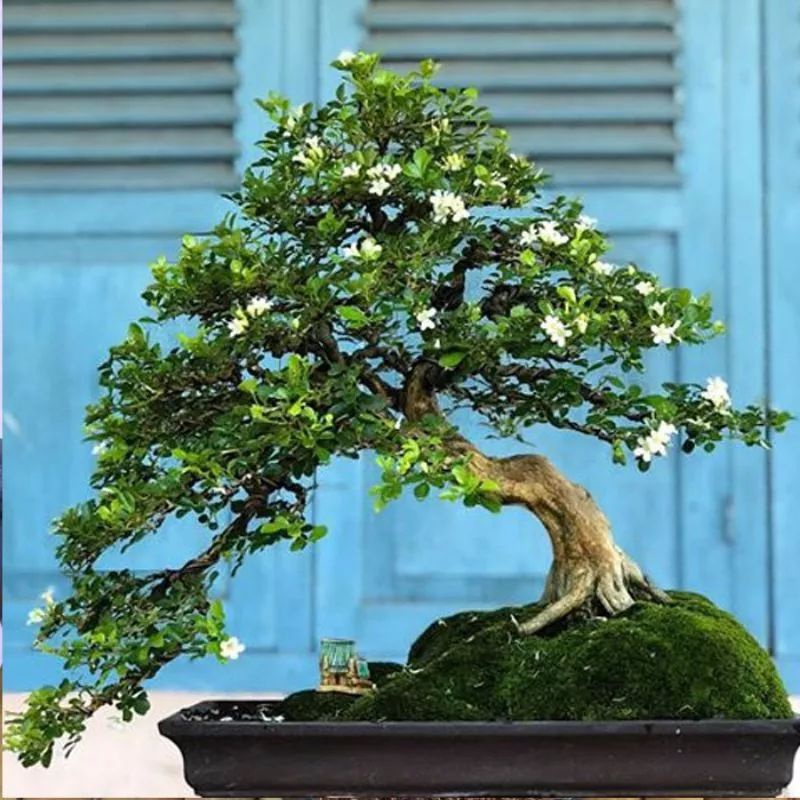 tanaman bunga kemuning mikro bahan bonsai kemuning mikro