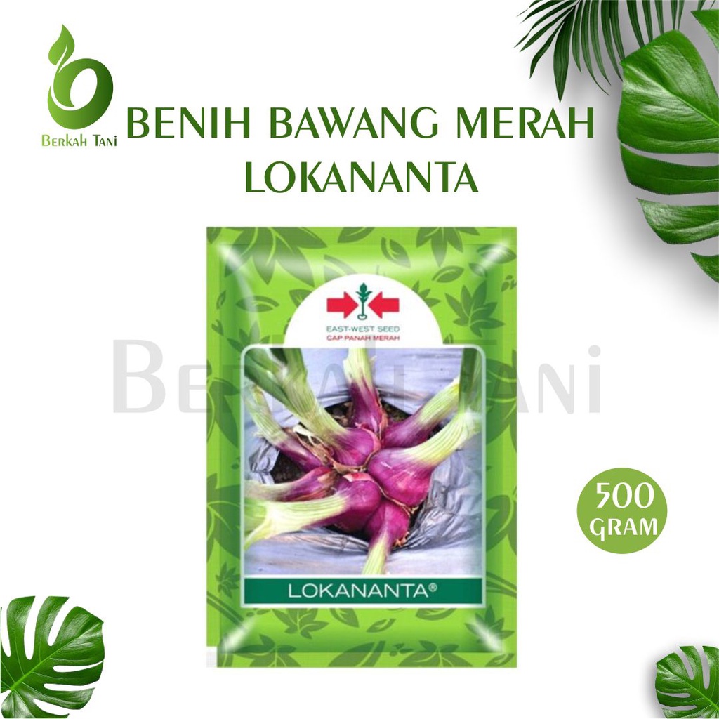 Benih Bawang Merah LOKANANTA 500 Gram - Bibit Cap Panah Merah 500 Gr