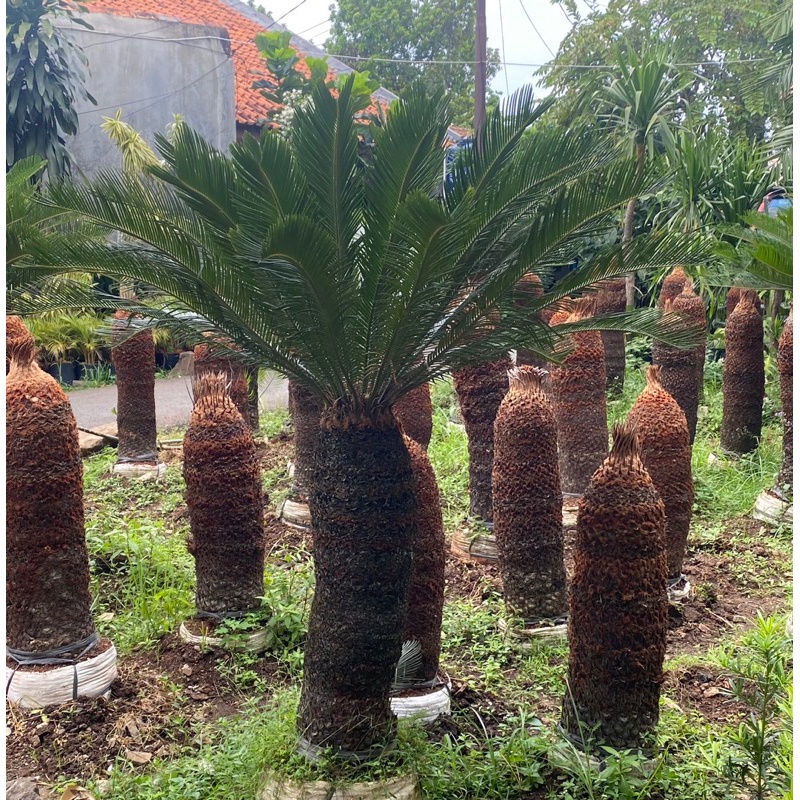 tanaman hias sikas mawar jambe // sudah rimbun // bonggol besar