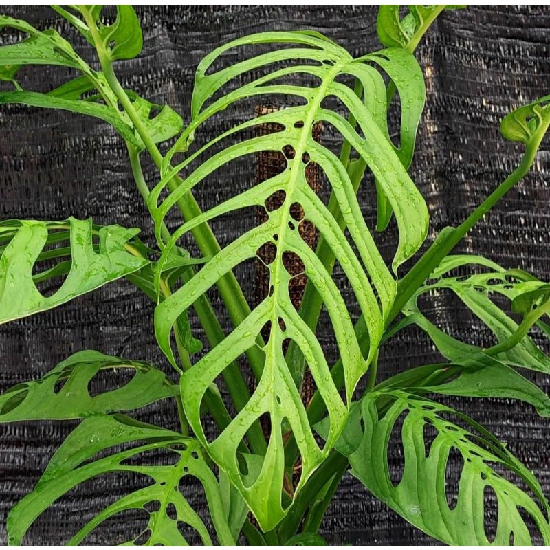 new beby monster Esqueleto/anakan monstera Esqueleto