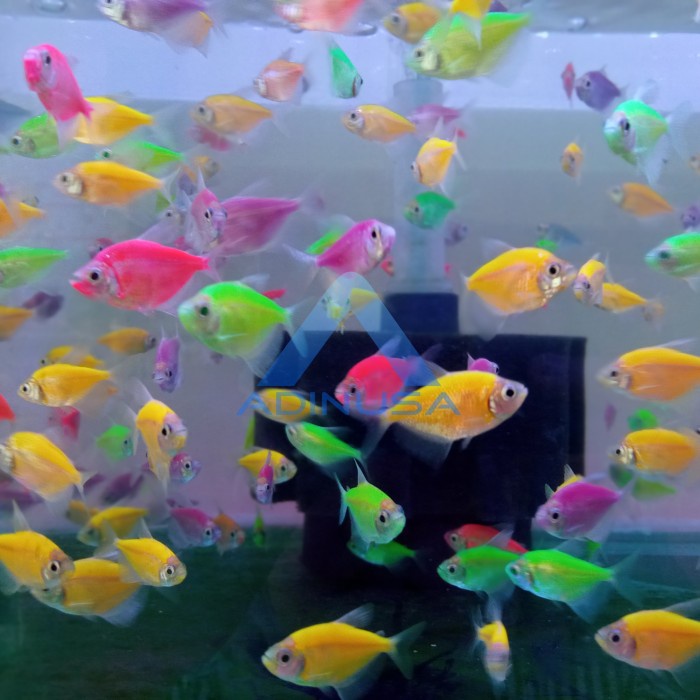 IKAN HIAS GLOWFISH DANIO TETRA AIR TAWAR AQUARIUM AQUASCAPE