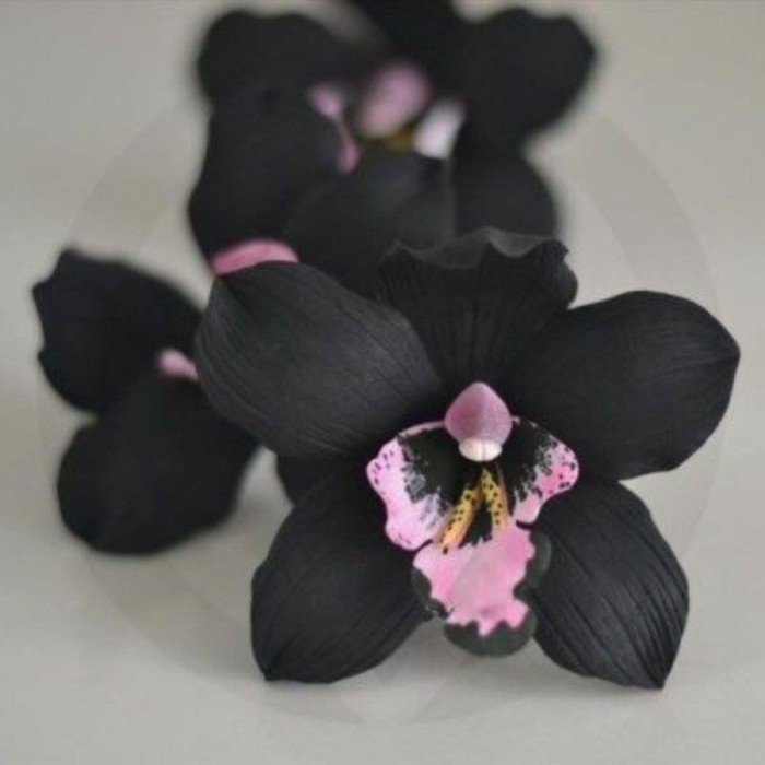 Anggrek dendrobium black papua-Tanaman Hias anggrek hitam dendro siap-bunga anggrek hidup