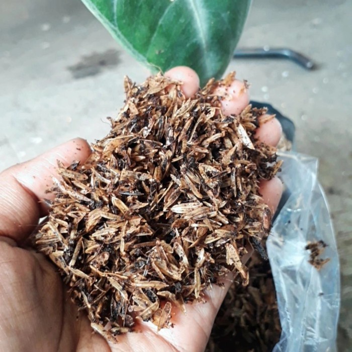 Sekam fermentasi, sekam + cocopeat fermentasi, Media tanam GARANSI