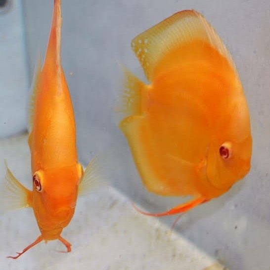 Ikan Discus Albino Millenium Golden (AMG) Size 4 inch
