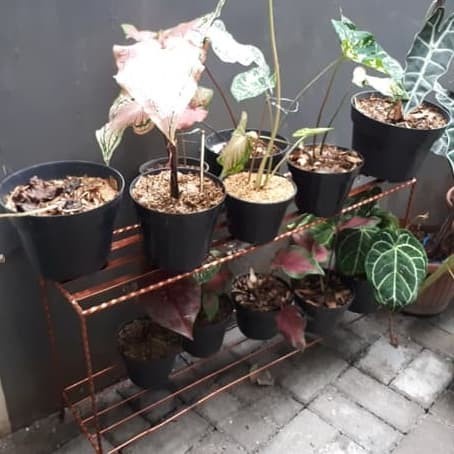 Rak Susun Besi 1 Tingkat - Tanaman Hias Bunga Sayur Monstera - Putih