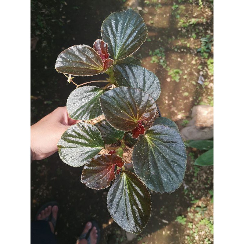 Tanaman hias begonia cucullata bunga pink BEAUTY.PLANTS