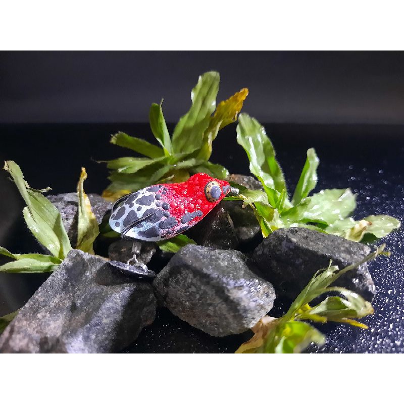 Kodok karet/soft frog sae lure kualitas bagus