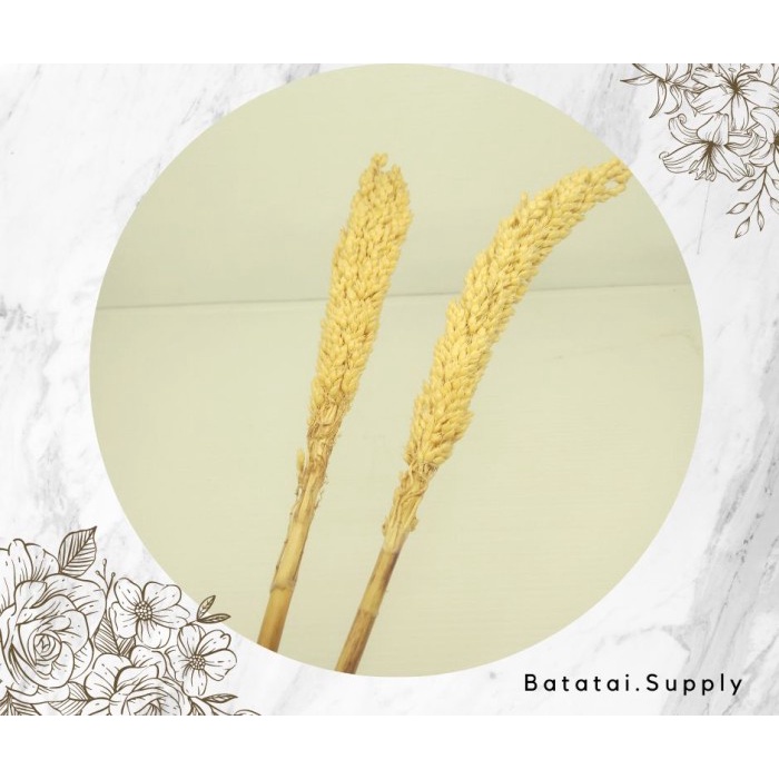 bunga cantel kering sorgum bleaching / dried flower/ SiapBatatai