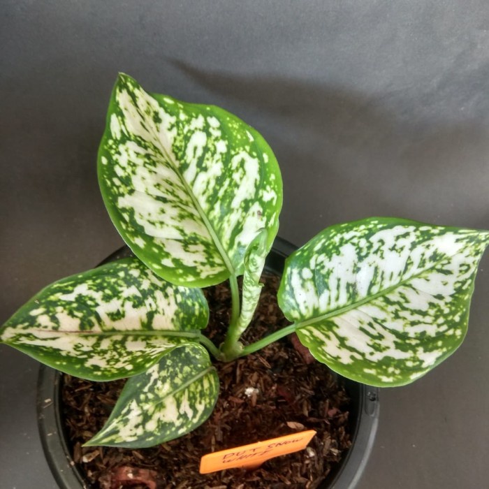 aglonema white anjamani, tanaman hidup, aglonema bagus murah