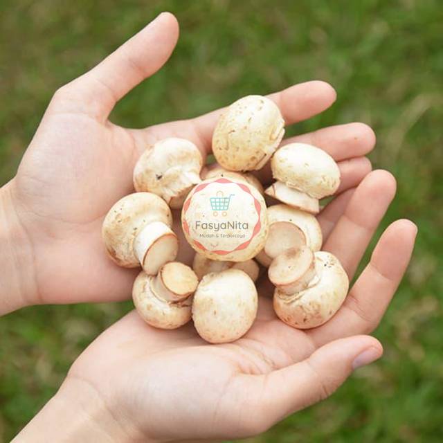 

Jamur Kancing / Champignon Mushroom / Kompos Fresh Segar Kering Basah