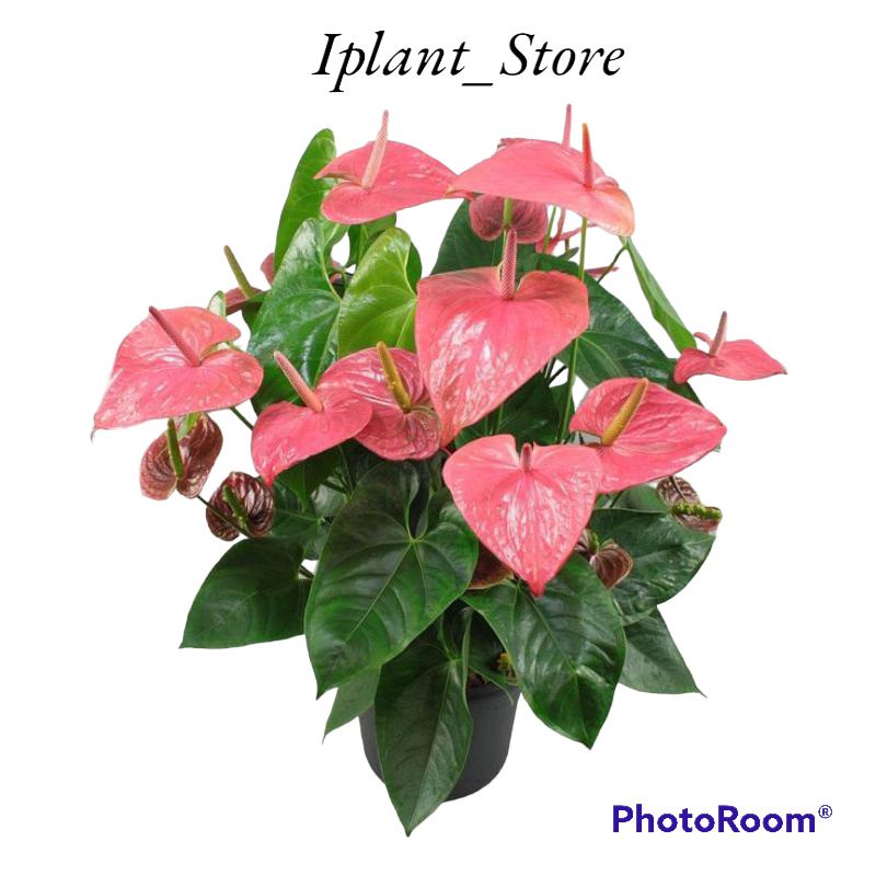 Anthurium mickey mouse pink explosion-anthurium adreanum-anthurium-kembang-perlengkapan rumah-tanama