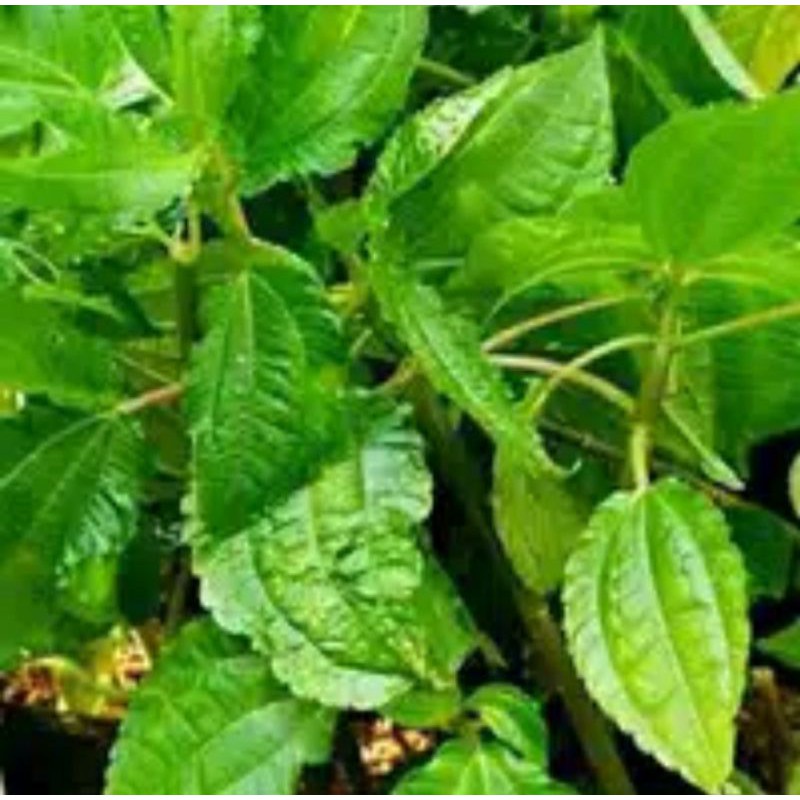 

Daun pohpohan segar 500 gram