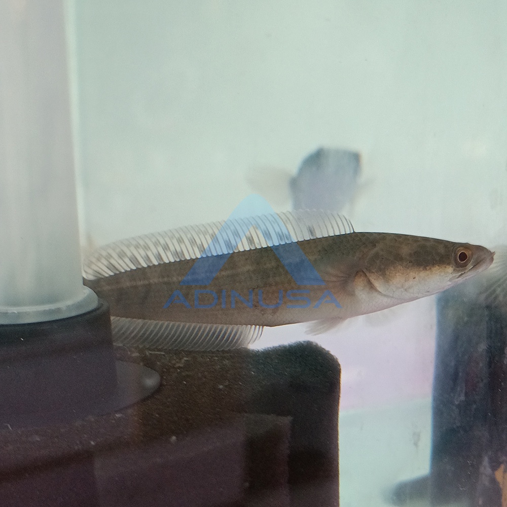 IKAN CHANNA MARU YS MARULIODES YELLOW SENTARUM AQUARIUM AQUASCAPE