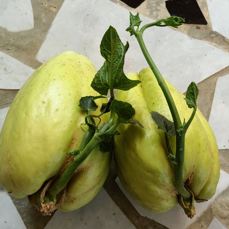 Bibit labu Siam buah lebat