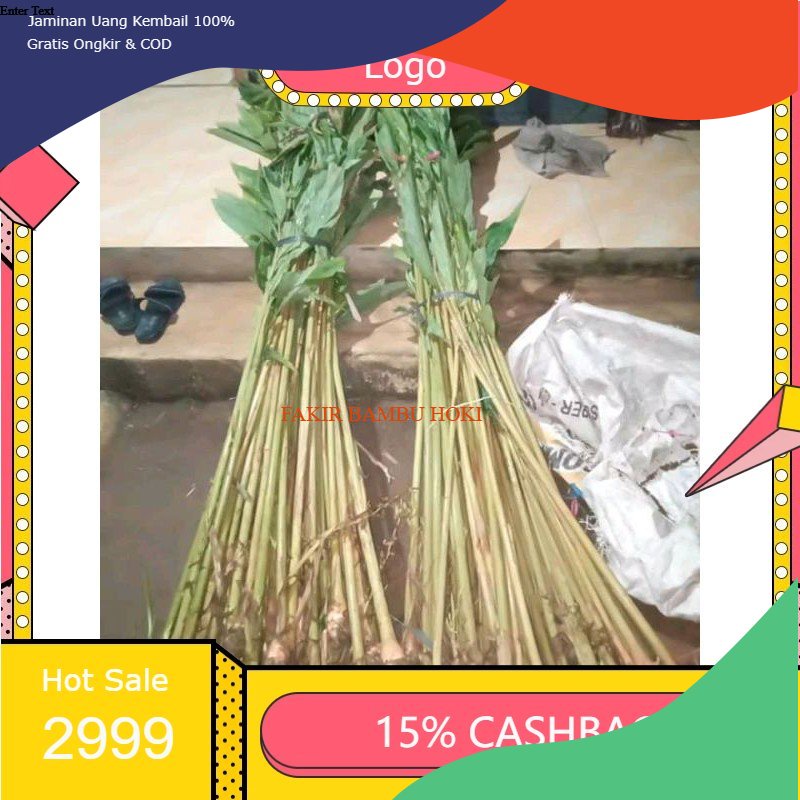 TERMURAH TERBAIK BIBIT KAPULAGA INDIA /bibit KAPOL INDIA PROMO