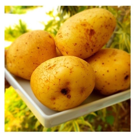 

Kentang Fresh 500 gram - 05