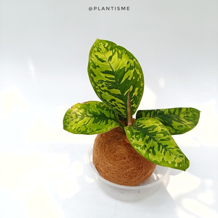 Kokedama - Homalomena Army Schismatoglottis Wallichii