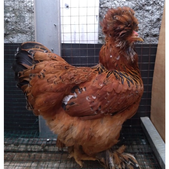 Ayam brahma park buff betina usia 6 bulan (real foto dan vidio )