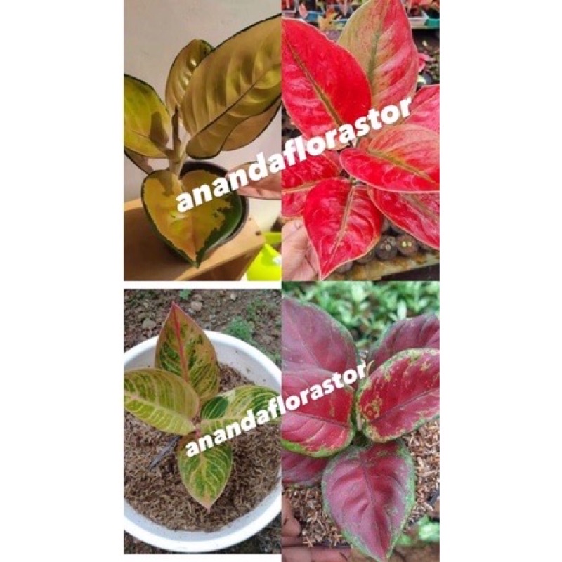 ( ORIGINAL ) PROMOanakan aglonema (sb,ayunindi,goldenhope,black moorun) (dikirim random)