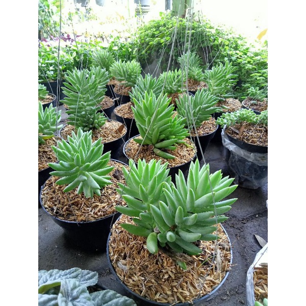 Bunga air mata ibu jenis besar