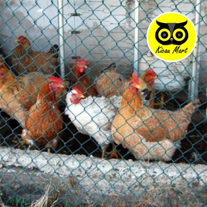 Jaring Nilon Lapangan Golf Ayam Burung Ayam Bebek Unggas Ternak Uk Lubang 2x2 Bahan Polytilen D12 (3x10 M) Jaring Kandang Pembatas Ayam Jaring Perangkap Hama Jaring Pelapis Dinding Jaring Tanaman