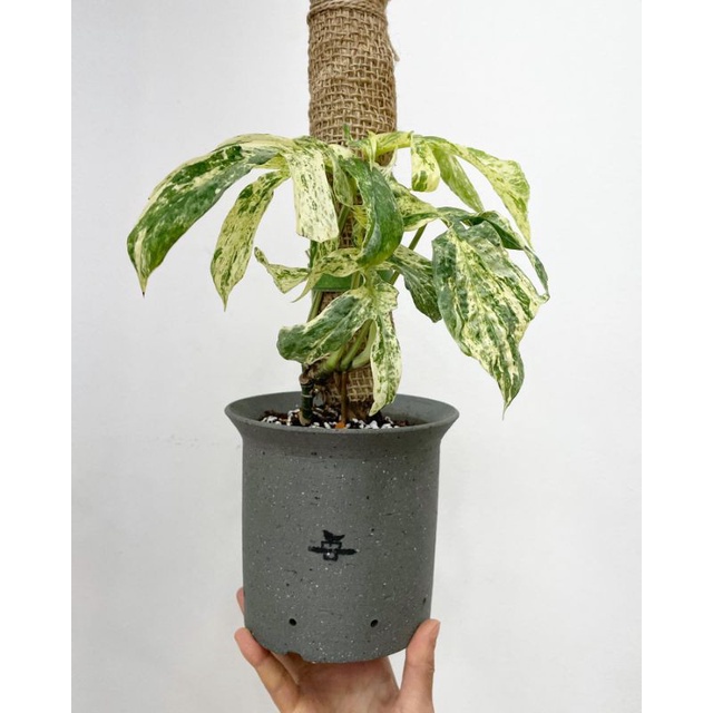Tanaman bunga Amydrium silver variegata mewah / monstera amrydium silver varigata / philodendron ami