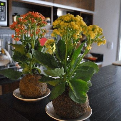 Kokedama - Kalanchoe Cocor Bebek Hias Bunga