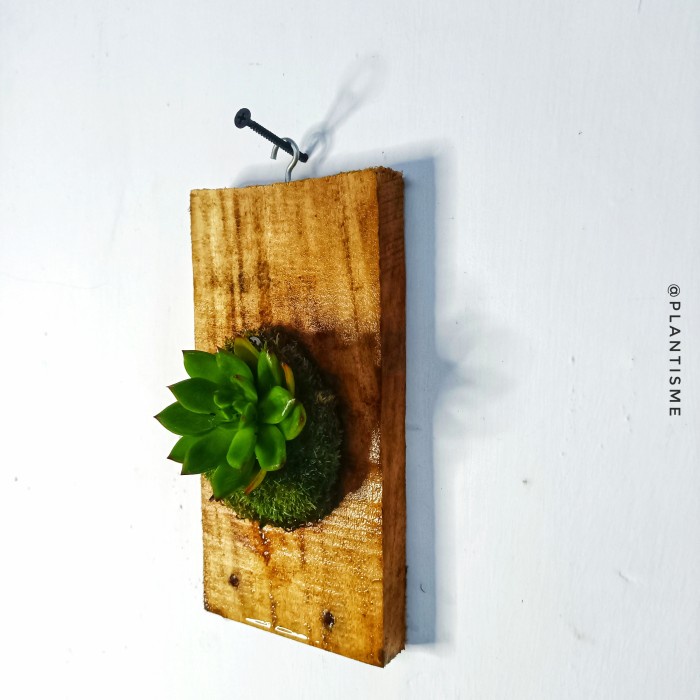 Wall of fame - Single Succulent