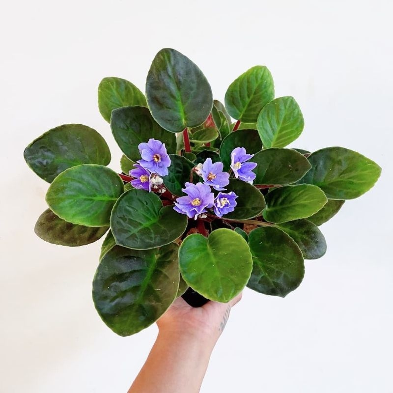 Tanaman bunga violces Ungu muda Violet Afrika (African violets)