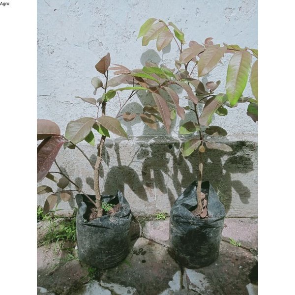 Bibit cangkok kelengkeng merah