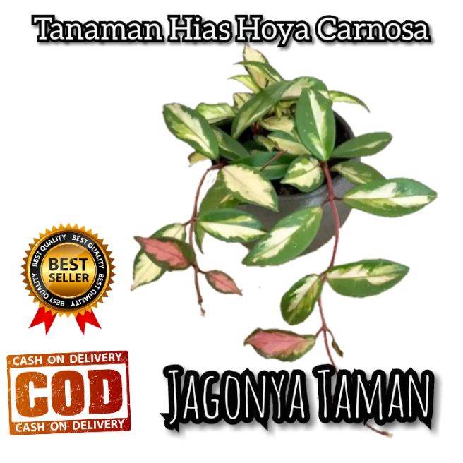 Tanaman Hias Hoya Carnosa / Tanaman Gantung Hoya Carnosa / Pohon Hoya Carnosa Murah