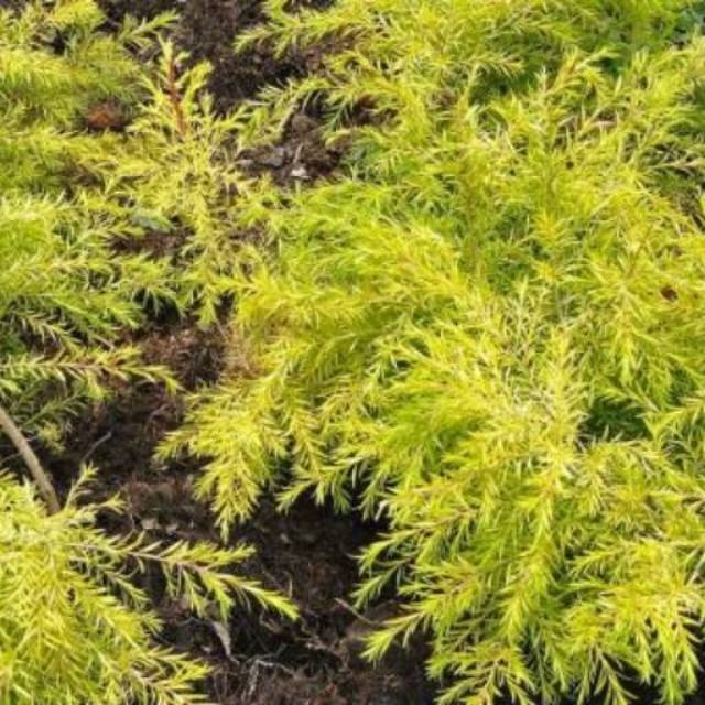 Moleka / Cemara Pucuk Kuning (Malelueca Bracteata Revolution Gold) - berakar - Bakul kembang