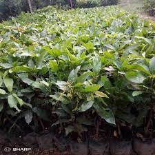 bibit mangga manalagi / bibit mangga madu super / bibit buah buahan