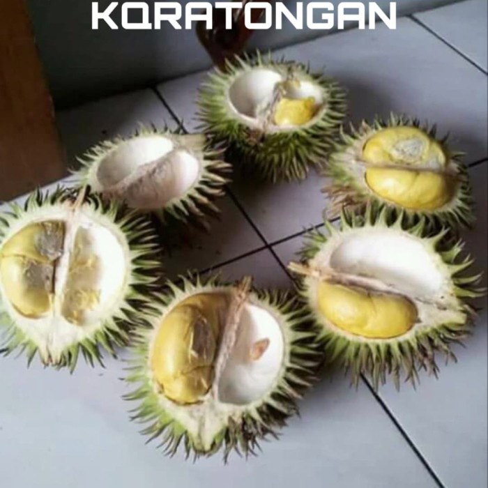 Bibit Tanaman Buah Durian Karatungan Durian Merah Durian Bawor Hasil Okulasi Setek Cangkok Cepat Ber