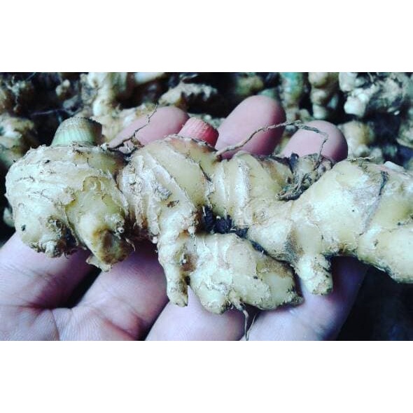 

Promo COD Jahe Emprit Segar 500 gram fresh